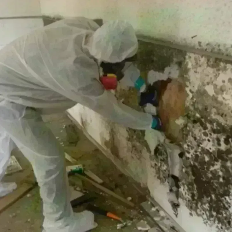 Mold Remediation and Removal in Winter Park, FL